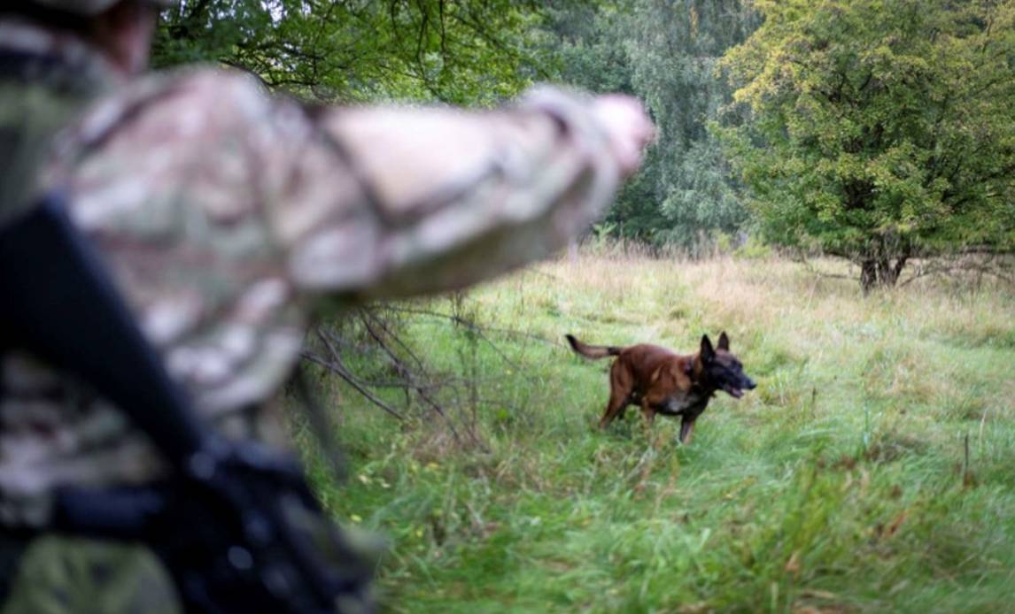 En af Hjemmeværnets hunde på arbejde