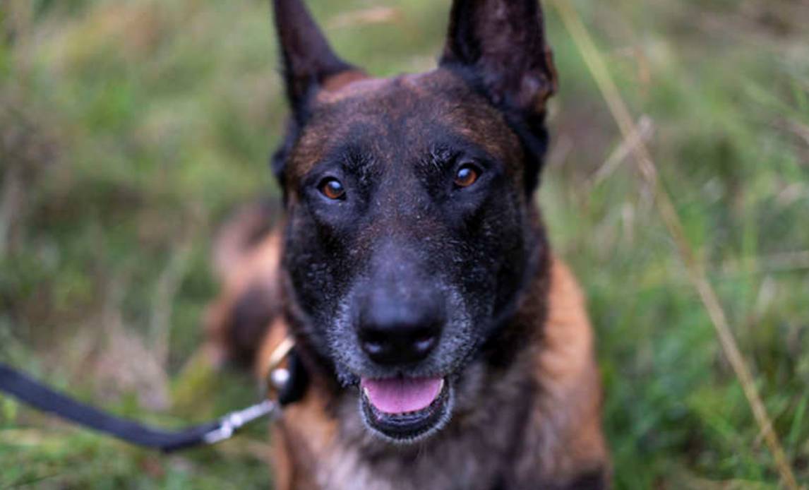 En af Hjemmeværnets hunde